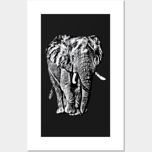 Bull Elephant Front-on View | African Wildlife Posters and Art